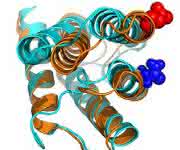 Spinnenseidenprotein