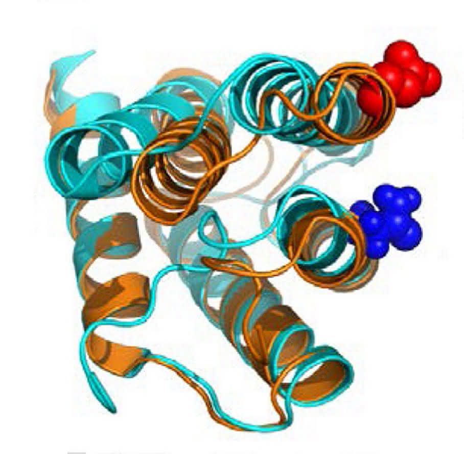 Spinnenseidenprotein