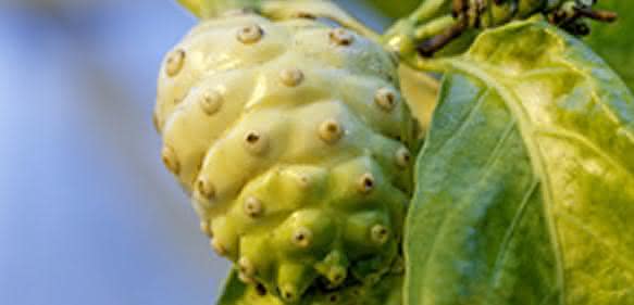 Noni-Frucht Noni-Frucht