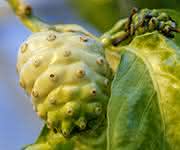 Noni-Frucht Noni-Frucht