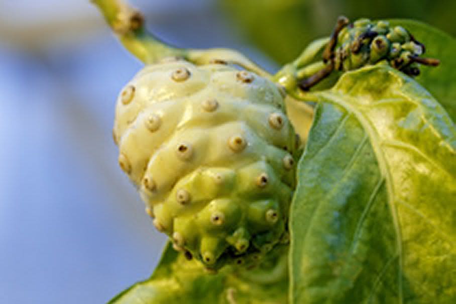 Noni-Frucht Noni-Frucht