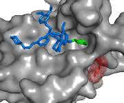 SAFit-Ligand