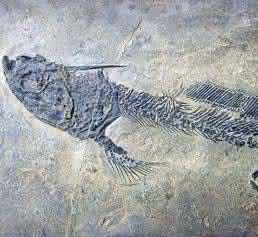 Knorpelfisch