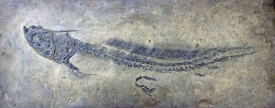 Knorpelfisch
