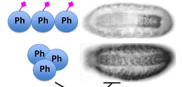 Fliegenembryos