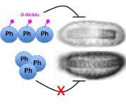 Fliegenembryos