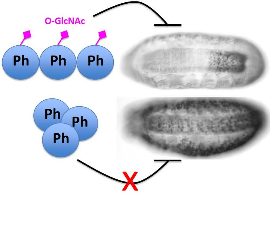Fliegenembryos