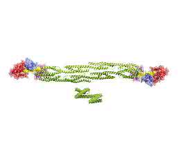 Detailstruktur des a-Actinin-Dimers
