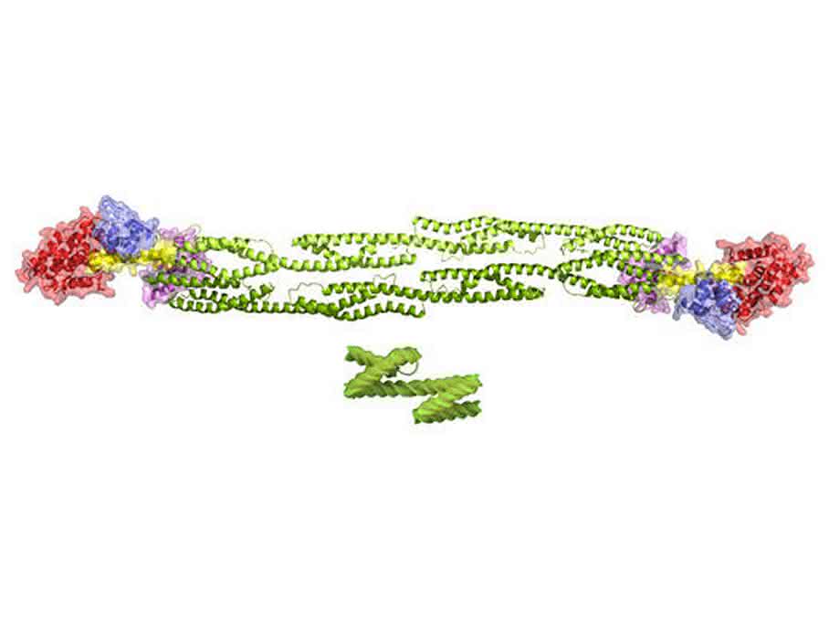 Detailstruktur des a-Actinin-Dimers