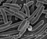 Escherichia Coli Escherichia Coli