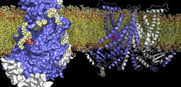 TMEM16 Lipid-Skramblase