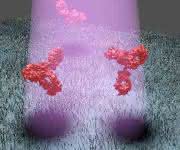Proteine: Erlanger Forscher detektieren mit Methode namens iSCAT direkt das Streubild einzelner Proteine