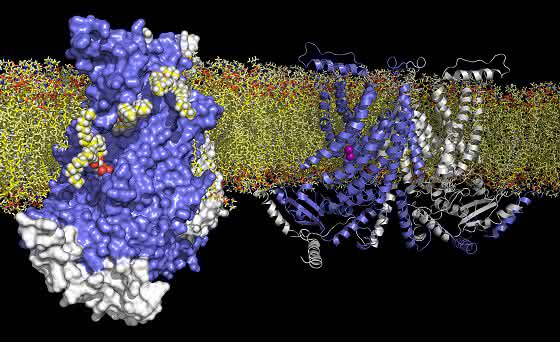 TMEM16 Lipid-Skramblase
