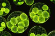 Zell- und Mikrobiologie: Single-Use Bioreactors Dare to Scale