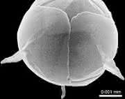 Pileolosphaera longistirpes