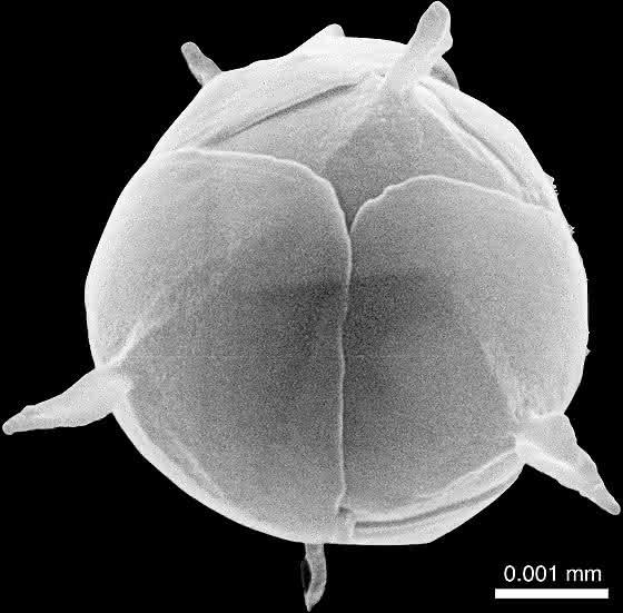 Pileolosphaera longistirpes Pileolosphaera longistirpes
