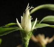 Rhynchospora pubera