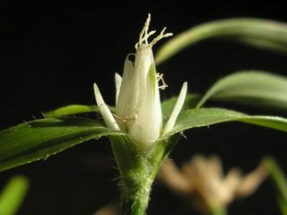 Rhynchospora pubera