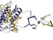 Eisen-Transportprotein Eisen-Transportprotein