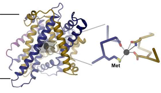 Eisen-Transportprotein