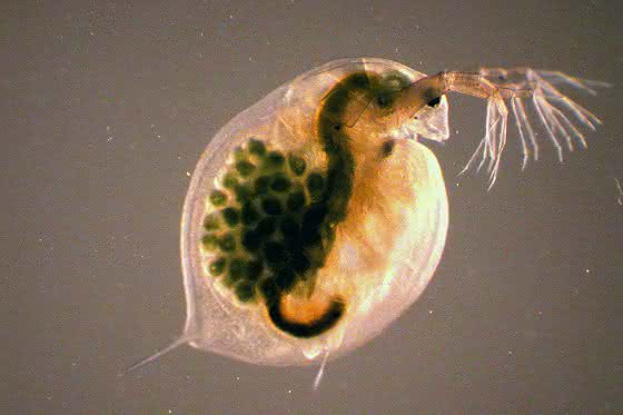 Zwischen Pilz und Parasit: Forscher erklären die Evolution extremer Parasiten