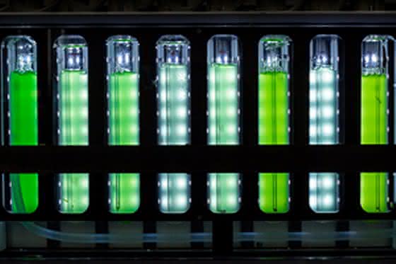 Cyanobakterien im Fotobioreaktor