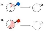 Molekularbiologisches Chronometer: Sekunden entscheiden über Immuntoleranz
