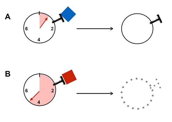 Molekularbiologisches Chronometer: Sekunden entscheiden über Immuntoleranz