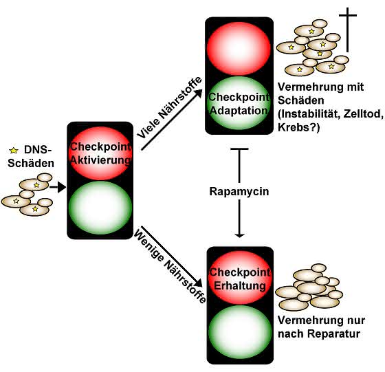 Auswirkungen der Nährstoffzufuhr auf die Zellvermehrung