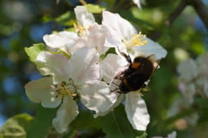 Erdhummel an Apfelblüten
