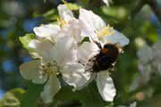 Erdhummel an Apfelblüten