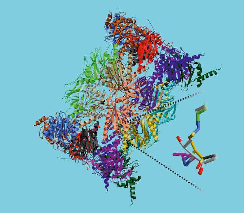 Immunoproteasom: Kristallstruktur des Immunoproteasoms