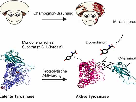 ChemikerInnen erforschen Verderb von Lebensmitteln: Warum Champignons leicht braun werden