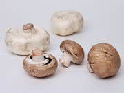 ChemikerInnen erforschen Verderb von Lebensmitteln: Warum Champignons leicht braun werden
