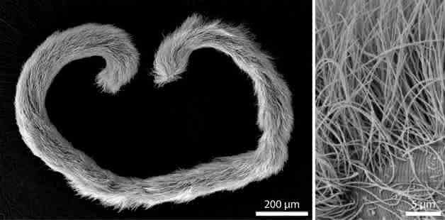 Eubostrichus dianeae Wurm