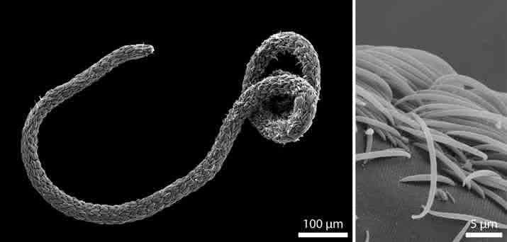 Eubostrichus fertilis Wurm