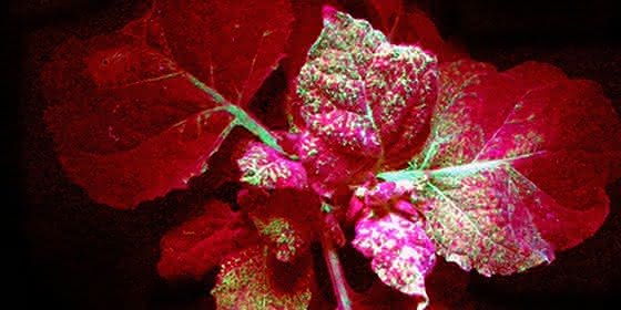 Ältestes Abwehrsystem: Neuer Abwehrmechanismus gegen Viren entdeckt