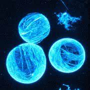 Synthetisches biomolekulares Modell: Künstliche Zellen machen erste Schritte