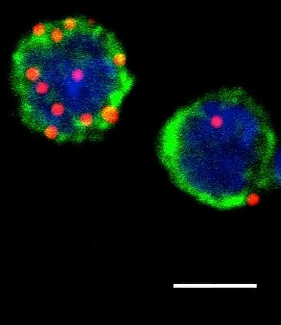 Lösen Abwehrreaktion von T-Zellen aus: Angeborene lymphoide Zellen