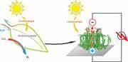 Halb-künstliches Blatt ist schneller als die Photosynthese: Proteine ersetzen Silicium Halb-künstliches Blatt ist schneller als die Photosynthese: Proteine ersetzen Silicium