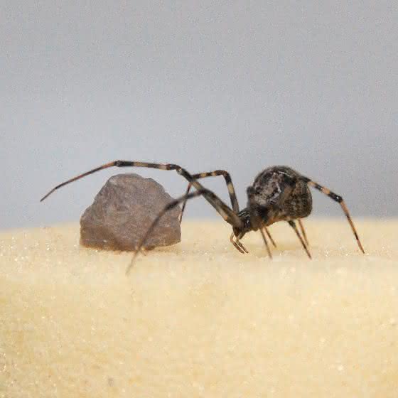 Forscher entschlüsseln Gene der Gewächshausspinne: Benötigen Spinnen zusätzliche Gene für ihre Netze?