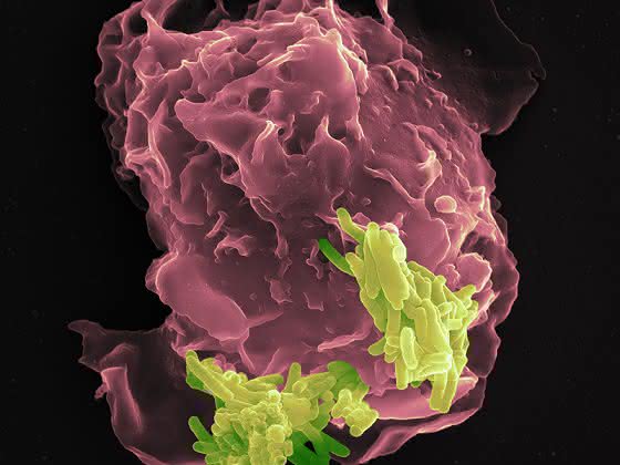 Neue Waffe des Immunsystems entdeckt: Aryl-Hydrocarbon-Rezeptor bindet und zerstört Bakterientoxine
