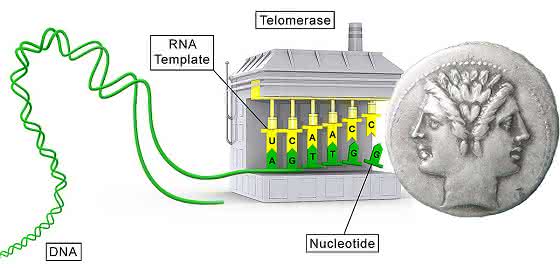 Enzym wird auch von Tumorzellen genutzt: Telomerase mit neuer Funktion Enzym wird auch von Tumorzellen genutzt: Telomerase mit neuer Funktion