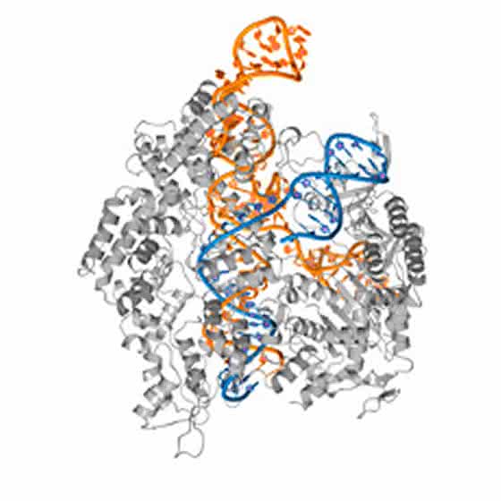 Biochemie: Ein Molekül wie ein Schweizer Armeemesser