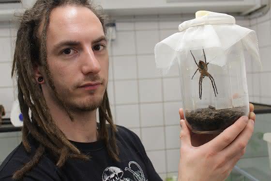 Spinnenfäden: Wie Spinnen ihre Netze verkleben