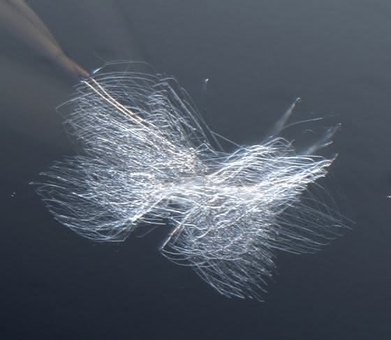 Spinnenfäden: Wie Spinnen ihre Netze verkleben