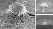 Neuro-Implantate und Biochips: Geometrie von 3D-Nanoelektroden beeinflusst Zellkontakt