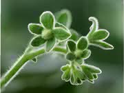 Genom der Wildtomate Solanum pennellii: Wilde Gene gegen Stress Genom der Wildtomate Solanum pennellii: Wilde Gene gegen Stress