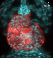 Zebrafisch-Herz in 3D: Max-Planck-Forscher beobachten Herz bei der Arbeit