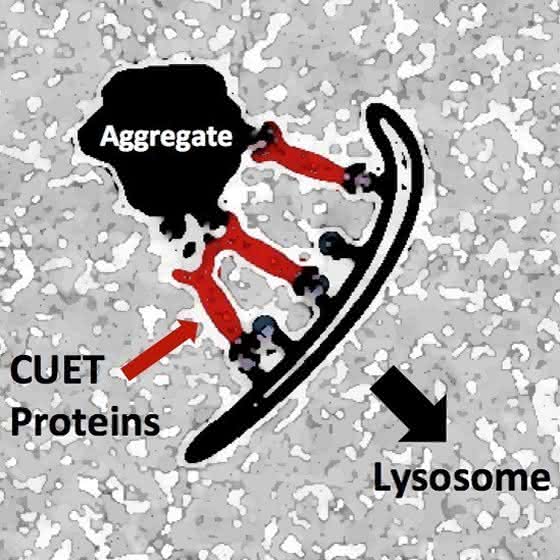 Toxische Proteine: Max-Planck-Forscher entdecken neuen Abbauweg